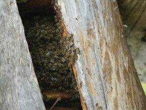 Drevėje gyvena bitės | Valstybinės saugomų teritorijų tarnybos nuotr.