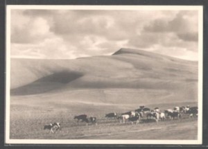 Kuršių nerijos nacionalinio parko direkcijos archyvo nuotr.