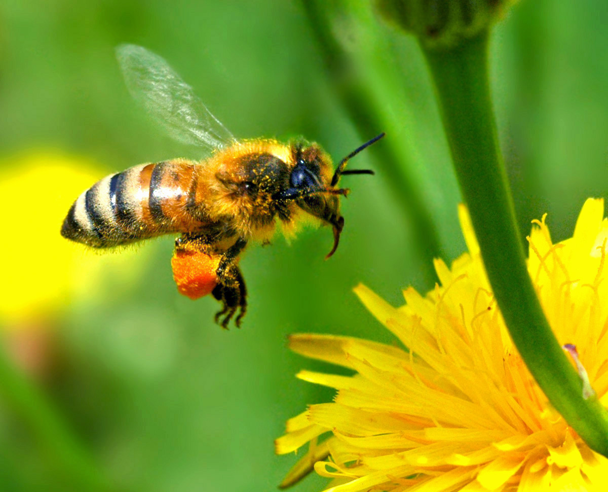 Į kurias kūno vietas bitė gelia skaudžiausiai? - LRT