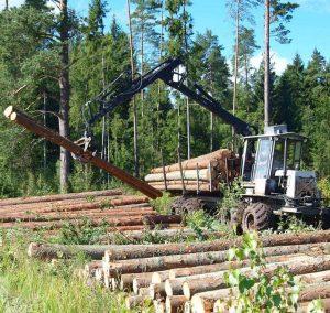 Kerta Pasvaigės mišką, Telšių r. 2016 | Autorės nuotr.