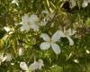 Clematis Grandi flora Alba