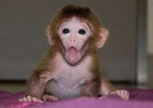 Beždžionėlė iš skirtingų embrionų