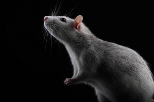 Žiurkės prisideda prie leptospirozės platinimo | efoto.lt, D.Milbuto nuotr.