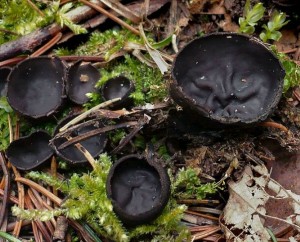 Pseudoplectania sphagnophila |wikipedia.org nuotr.