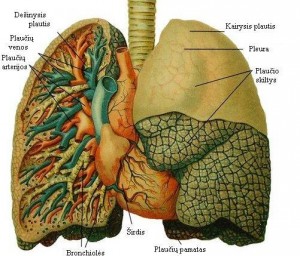 Plaučių sandara, wikipedia.lt nuotr.