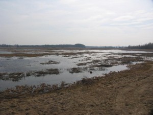 Žemaitiškės pievų balose atvertos erdvės paukščiams veistis | Aukštaitijos NPD archyvo nuotr.