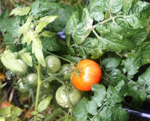 Pomidoras | D. Vaiškūnienės nuotr., alkas.lt