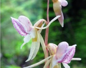 Belapė antbarzdė – rečiausia gegužraibinių šeimos orchidėja Lietuvoje | B. Šablevičiaus nuotr.