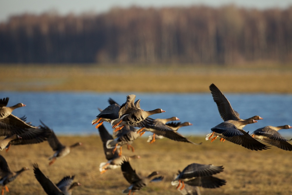 Paukščių migracija Nemuno deltoje | Ž. Morkvėno nuotr.