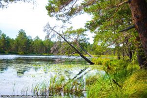 Šimonių girioje lankėsi gamtosaugos ekspertai | Projekto „Natura 2000 tinklo valdymo optimizavimas Lietuvoje” nuotr.