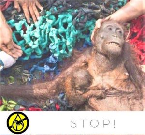 Orangutanų rūšims gresia išnykimas dėl žmonių naikinamų miškų | bepalmiualiejaus.lt nuotr.