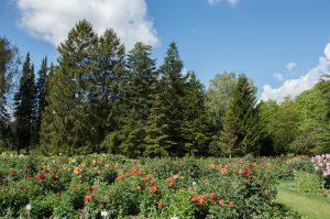 Į Kauną vilioja jurginai: tarptautinė paroda stebins žiedų formų ir spalvų įvairove | VDU Botanikos sodo nuotr.