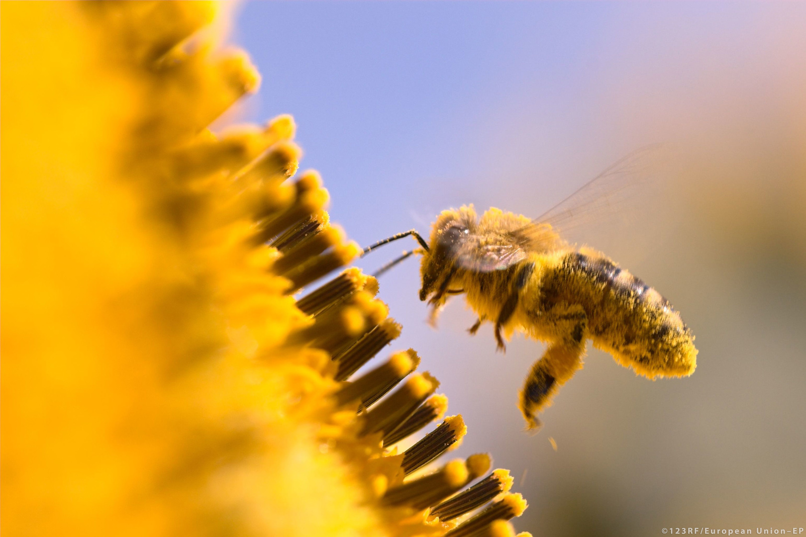 Bitės ir kiti vabzdžiai apdulkintojai yra būtini mūsų ekosistemoms ir biologinei įvairovei | europa.eu nuotr.
