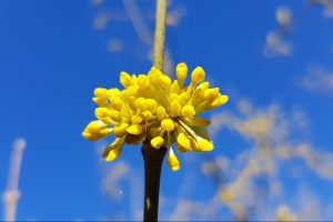 Geltonžiedė sedula (Cornus mas) | VDU Botanikos sodo nuotr.