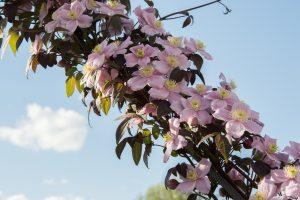 Clematis Freda | VDU botanikos sodo nuotr.