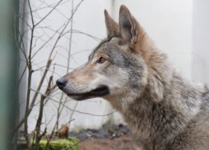 Vilko ir šuns hibridė Luna | aad.lt nuotr.