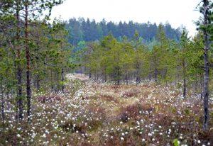 „Natura 2000“ nauda valstybei – 105 mln. eurų kasmet | lrv.lt nuotr.