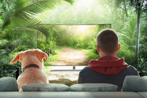 Ar šunys mato ir supranta tai, ką rodo televizorius? | Account Executive Publicum nuotr.