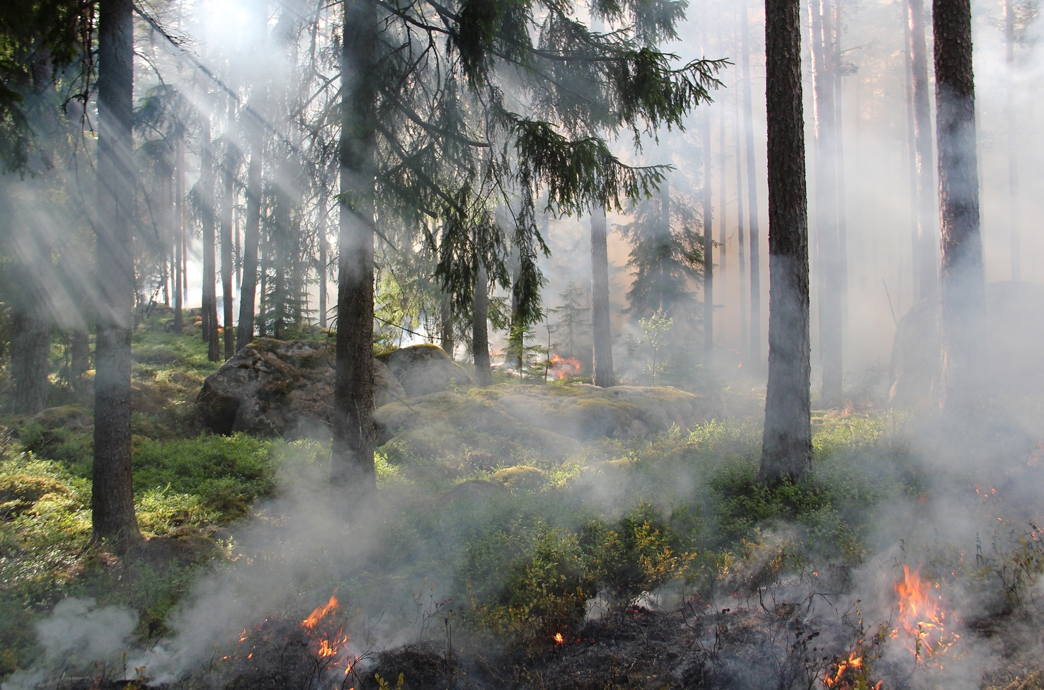 Kontroliuojamas deginimas Švedijoje | „Natura 2000“ nuotr.
