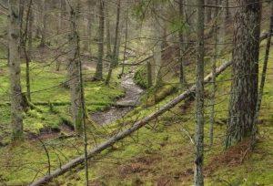 Natura 2000 teritorija. Vakarų taigos buveinė | lrv.lt nuotr.