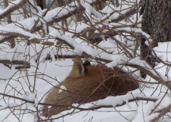 Sniegas gamtos gyvenime