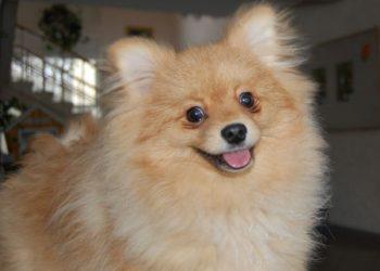 Muitinė nori perduoti konfiskuotus šuniukus į geras rankas