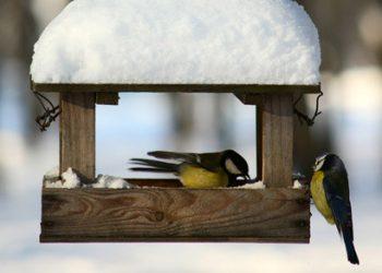 Lesinti paukščius žiemą ar nelesinti?