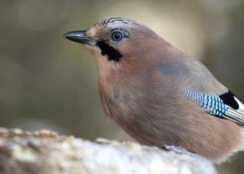 Sausio 29–31 dieną kviečiama suskaičiuoti paukščius prie savo namų