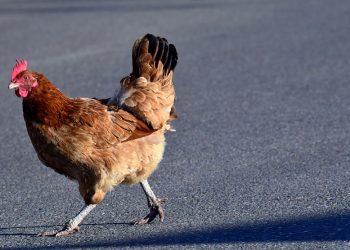 5 keisčiausi pasaulio įstatymai