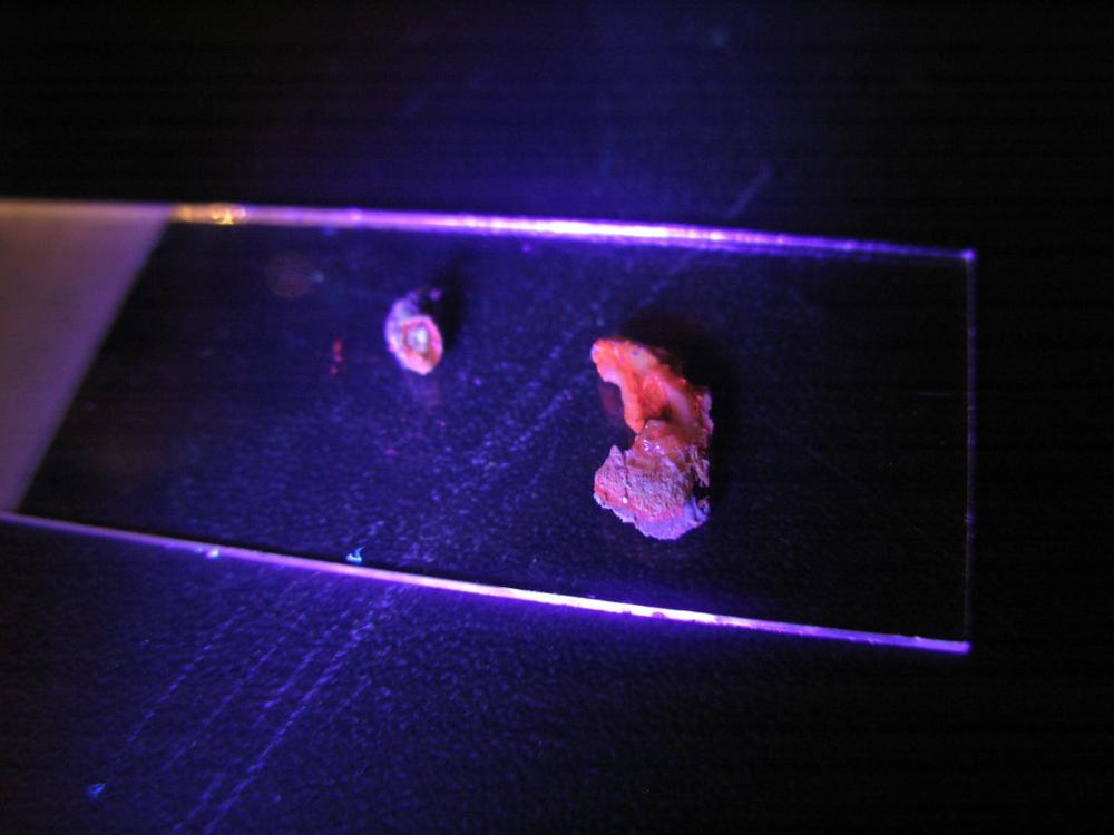 Tai, ko nematome „plika akimi“: švytintys sakai ir gintarai