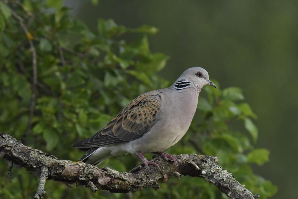 Skelbiamas 2021 metų gamtos kūrinijos rūšių dešimtukas!