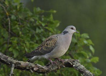 Skelbiamas 2021 metų gamtos kūrinijos rūšių dešimtukas!