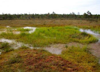 Pelkė | am.lt nuotr.