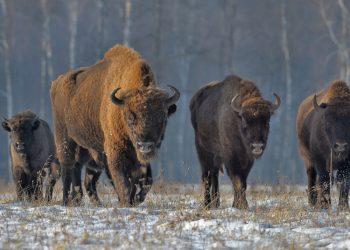 Stumbrai | am.lt nuotr.