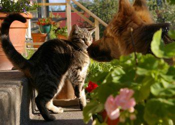 Kodėl šuo ir katė nesutaria?