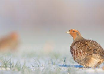 Į pagalbą kurapkoms