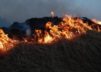 Žolės gaisrai gamtai daro ypač didelę žalą | lrv.lt nuotr.