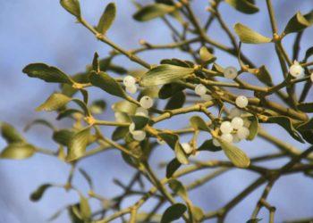 Apie Dzūkijos amalą