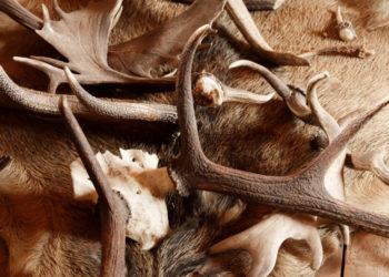 Nuo šiol sumedžiotus trofėjus vertins medžiotojų asociacijos