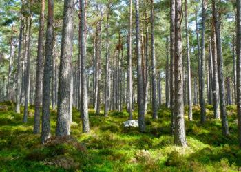 Gyventojų apklausa: didžiausią susirūpinimą kelia miškų tvarkymo būdas, ypač saugomose teritorijose