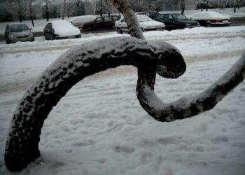 A. Stabrauskas. Šeškinės beržas. Medžio dalia