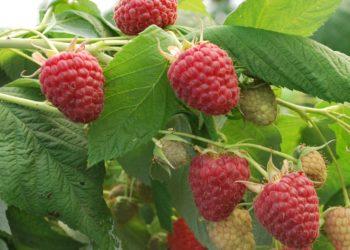 Patarimai veisiantiems sodą