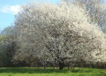 J. Lago. Apie laisvę ir atsakomybę