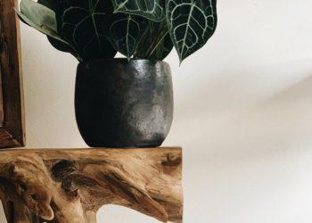 Kambarinės gėlės | O. Dvarvytytės nuotr.