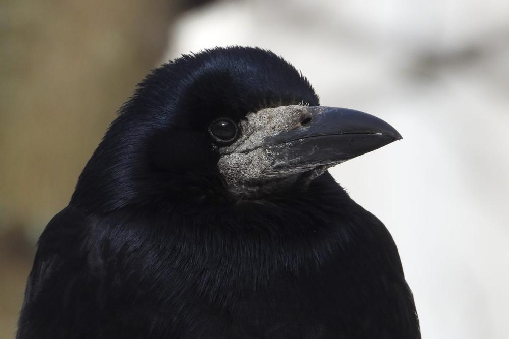 Kovas (Corvus frugilegus) | G. Petkaus nuotr.