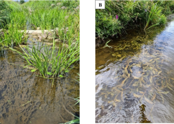 Ar Vašuokos, Viešintos ir Vyžuonos upių atkūrimo darbai tinkami?