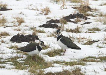 Kovo 19 d. – pempės diena