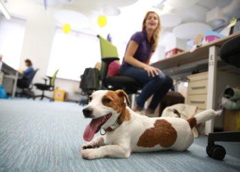 Darbdaviai pasiruošę padėti gyvūnus auginantiems darbuotojams