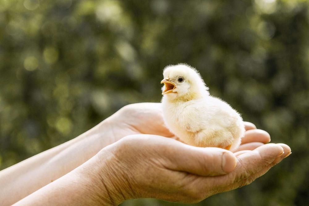 Ekspertų patarimai apie vištų dedeklių auginimą ir tinkamą priežiūrą