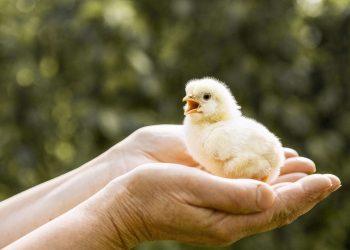 Ekspertų patarimai apie vištų dedeklių auginimą ir tinkamą priežiūrą